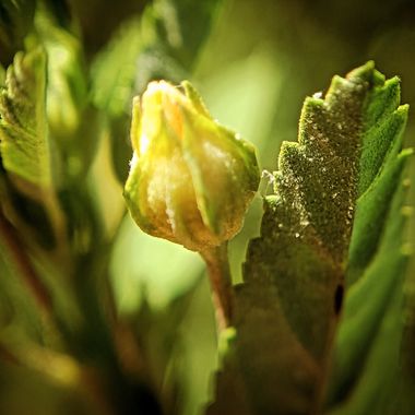 Berenicelujan en Hamelin: Flora, #flor
