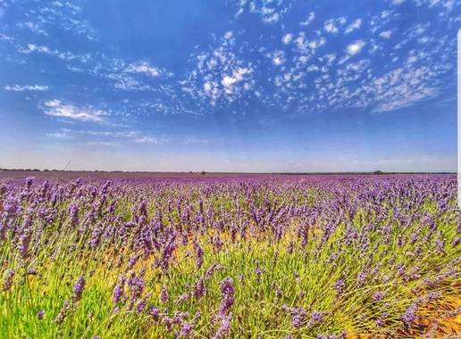 María G Terrones en Hamelin: Paisaje  (Brihuega), Campos de lavanda en Brihuega 