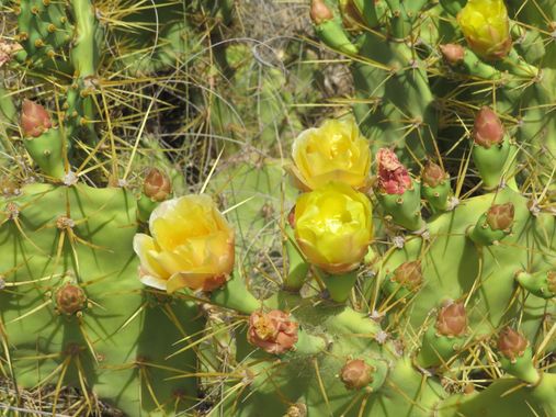 Solerantonio2 en Hamelin: Flora  (Níjar), Flor de la chumbera