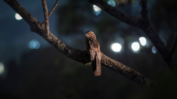 Sebascallefotografia en Hamelin: Fauna  (Envigado), Nyctibius griseus (J.F.Gmelin, 1789), EL PÁJARO FANTASMA 
Nyctibius griseus

Descansando y confiando en...