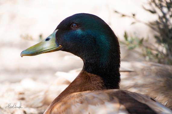 Vanessa_sm en Hamelin: Fauna, Anas platyrhynchos Linnaeus, 1758, #mi cuack
#fauna #pato 