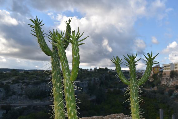 Solerantonio2 en Hamelin: Flora  (Hornachuelos), Planta