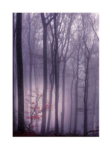 Josepmartinezmiro en Hamelin: Paisaje  (L'Albère), BOSCOS. 

#catalunyavessantnord #albera  #forestphotography #forestlovers #catalunyallum #world_cataluny...