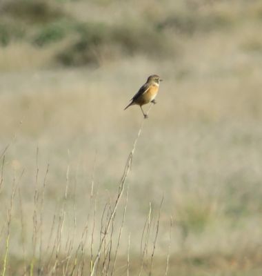 Solerantonio2 en Hamelin: Fauna  (Níjar), La tarabilla comun