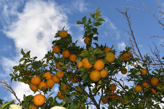 Solerantonio2 en Hamelin: Flora  (Hornachuelos), Citrus × aurantium
