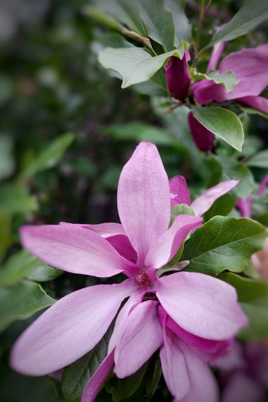 Mpinfante en Hamelin: Flora, Magnolia liliiflora