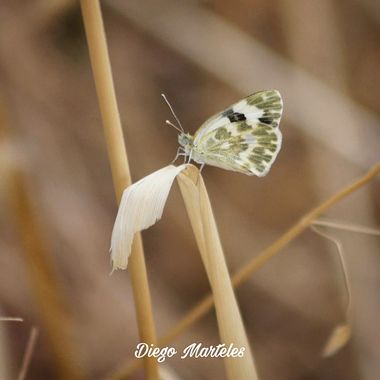Diego en Hamelin: Fauna  (Plenas), #canon #canonphotography #mariposa #butterfly #invertebrados #macro #macrophotography #naturaleza #zaragoza #aragon #cam...