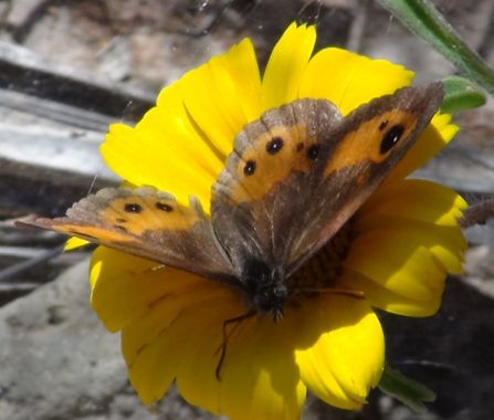 Solerantonio2 en Hamelin: Fauna  (Almería), Insecto