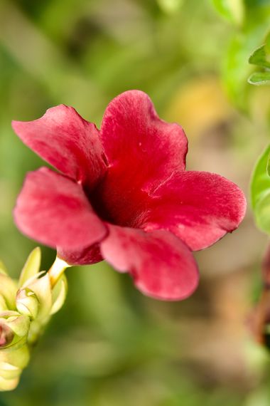 Juanatlantida82 en Hamelin: Flora, Allamanda blanchetii, #flores 
