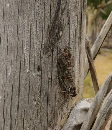 Solerantonio2 en Hamelin: Fauna  (Almeria), Cigarras del mediterraneo