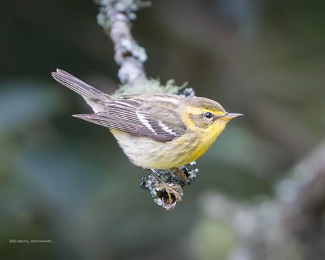 juanandrescardona01 en Hamelin: Fauna  (El Retiro), Setophaga fusca (Statius Müller, 1776), Reinita de Blackburn, ave migratoria, vista y fotografiada el 0...