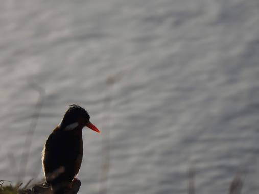 olaya96fg en Hamelin: Fauna  (Nairobi), #Aves21
