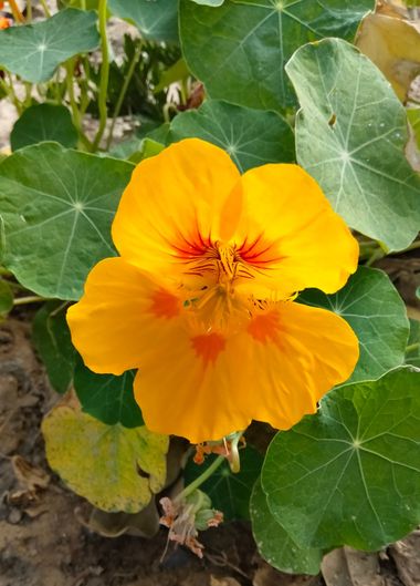 Solerantonio2 en Hamelin: Flora  (Almería), Planta