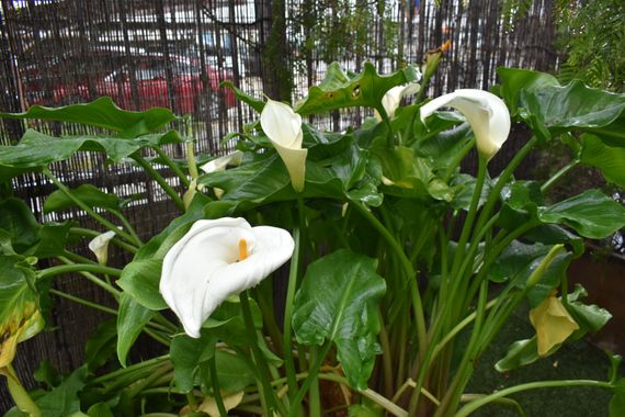 Solerantonio2 en Hamelin: Flora  (CO-3204), Zantedeschia aethiopica, Planta