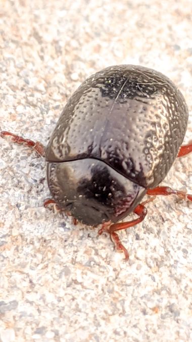 HappyFeet72 en Hamelin: Fauna  (Alcalá de Henares), Chrysolina bankii es un coleóptero de la familia Chrysomelidae. Fue descrita por Fabricius en 1775.​ Es...