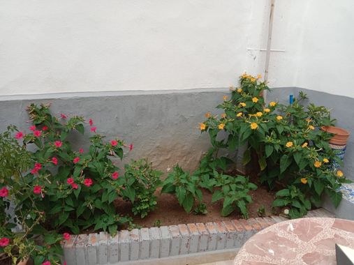 fernandezboix en Hamelin: Flora, Mirabilis jalapa, #flores