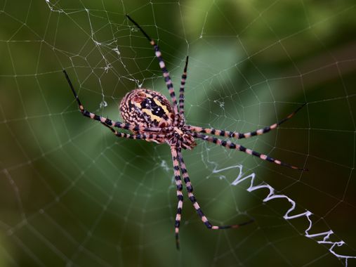 Tomasbejar en Hamelin: Fauna  (Altea), Argiope trifasciata (Forsskål, 1775), #aracnido#araña#argiope#altea