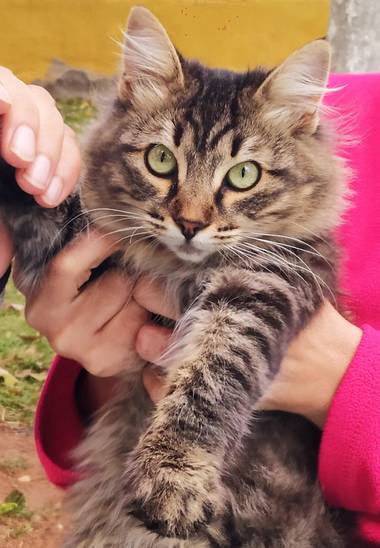 Ajreinapacheco en Hamelin: Fauna  (Humilladero), #gato 