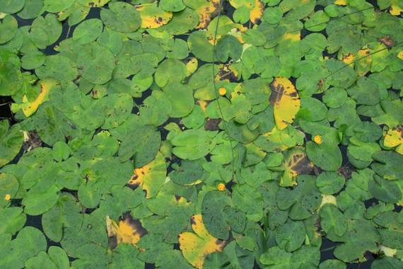 AndreaTorres en Hamelin: Flora  (Esplugues de Llobregat), Nuphar lutea, #parquesyjardines 