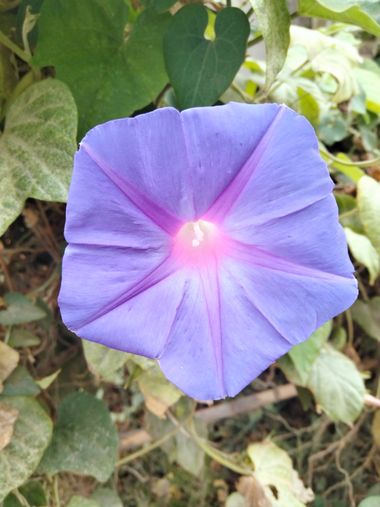 Solerantonio2 en Hamelin: Flora  (Andalusia), Ipomoea indica, Planta