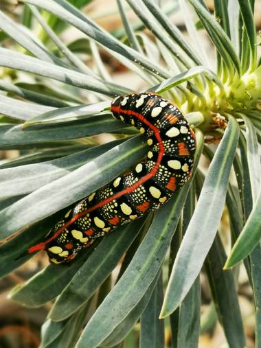 irenels9133 en Hamelin: Fauna, #gusano 