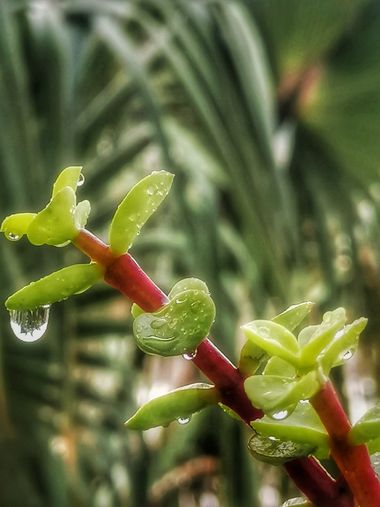 Pil_artero en Hamelin: Flora  (La Pobla de Vallbona), Planta Mantis♥️