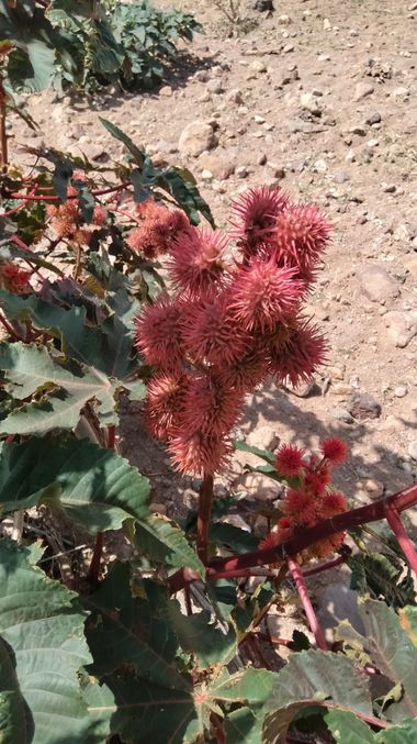Solerantonio2 en Hamelin: Flora  (Níjar), Ricinus communis, Planta