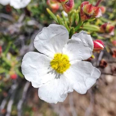 Helenbell33 en Hamelin: Flora  (Ribesalbes), Cistus monspeliensis, #flores #flora #castellon #naturaleza #naturaleza_comunidadvalenciana 