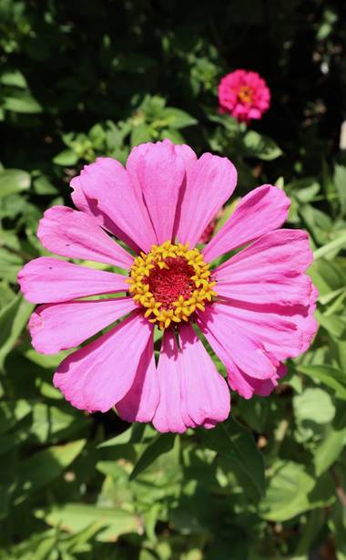 carogv1995 en Hamelin: Flora  (Hellín), Zinnia elegans, La flor más bonita del jardín! 
🌸🌸🌸🌸🌸🌸🌸