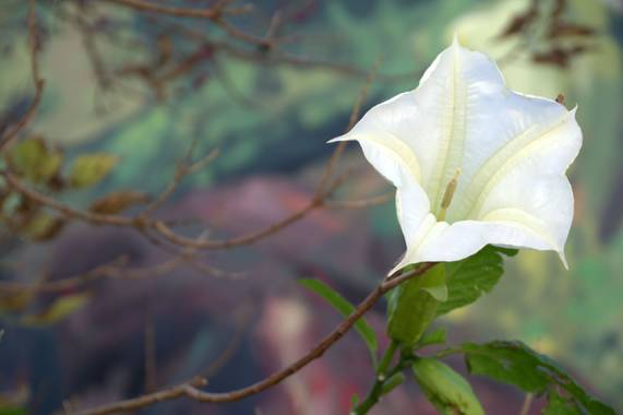Naturalmente en Hamelin: Flora  (Fanzara), #flora21 #primavera #flor 