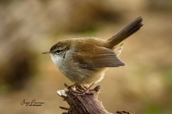 Jorge en Hamelin: Fauna  (Picón), Cettia cetti (Temminck, 1820), Ruiseñor común
(Luscinia megarhynchos)