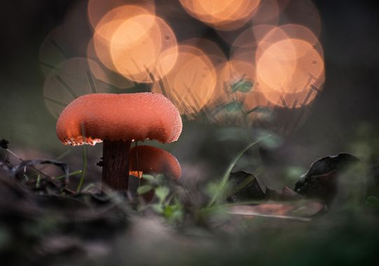 Laura Jimenez en Hamelin: Observación  (Peguerinos), #cogomelos #perretxikoak #bolets #callampas #setas #mushrooms #champignons