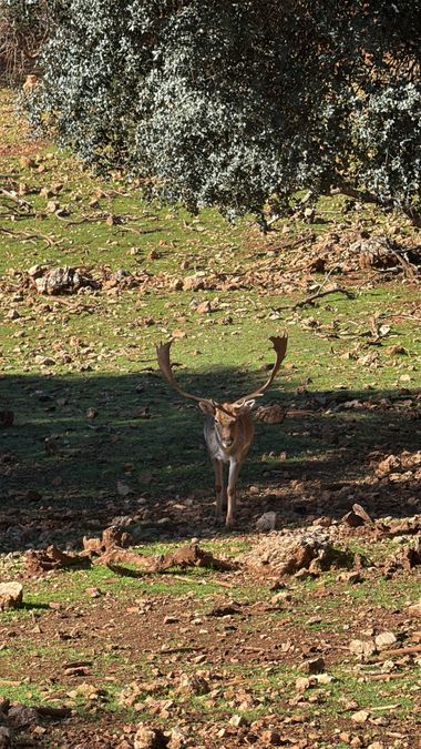maygs629 en Hamelin: Fauna  (Hornos), Dama dama (Linnaeus, 1758), #gamo