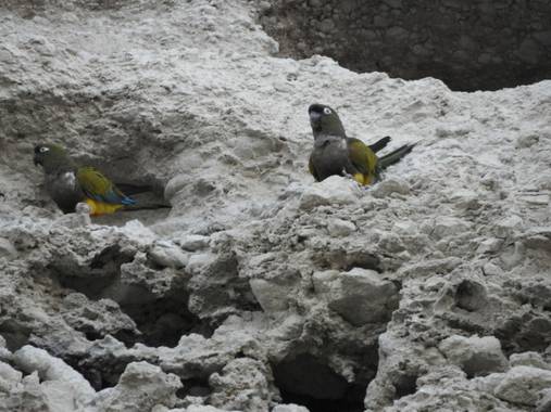 Rodrigo Tejeiro en Hamelin: Fauna  (Balneario Las Grutas), #aves21 