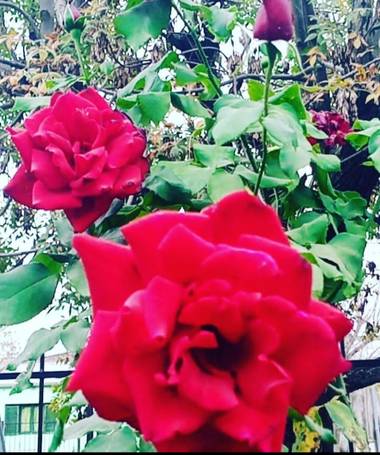GrachuV. en Hamelin: Flora, Rosa chinensis, Rosas...😘