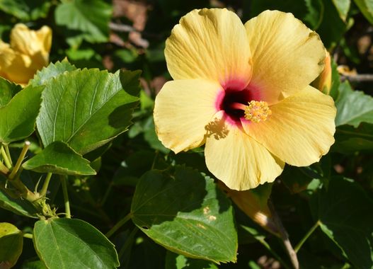 Solerantonio2 en Hamelin: Flora  (Almería), Hibiscus rosa-sinensis, Planta