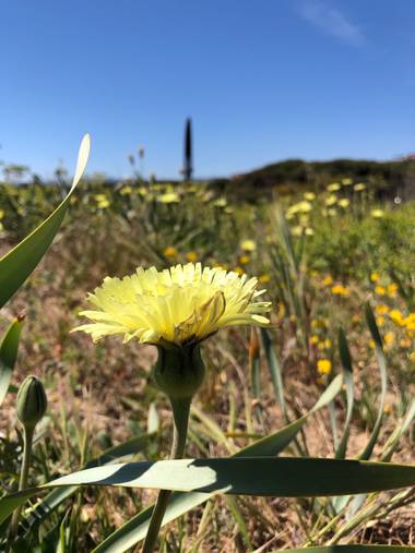 alionacociu en Hamelin: Flora  (Gavà), Urospermum dalechampii, #flora21 