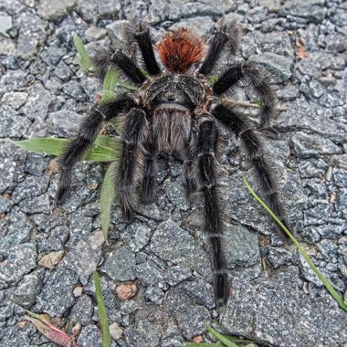 Ignicapillus en Hamelin: Fauna  (Joinville), Brachypelma vagans (Ausserer, 1875), Tarántula sp.

Cada vez que visito un país tropical me topo con una tarán...