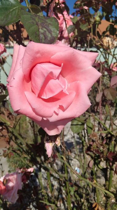 Solerantonio2 en Hamelin: Flora  (Almeria), Rosas de jardin