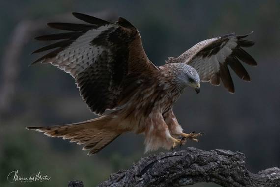 Mónica del Monte en Hamelin: Fauna  (Santa María de la Alameda), Milvus milvus (Linnaeus, 1758), #fauna #rapaces #milanoreal 