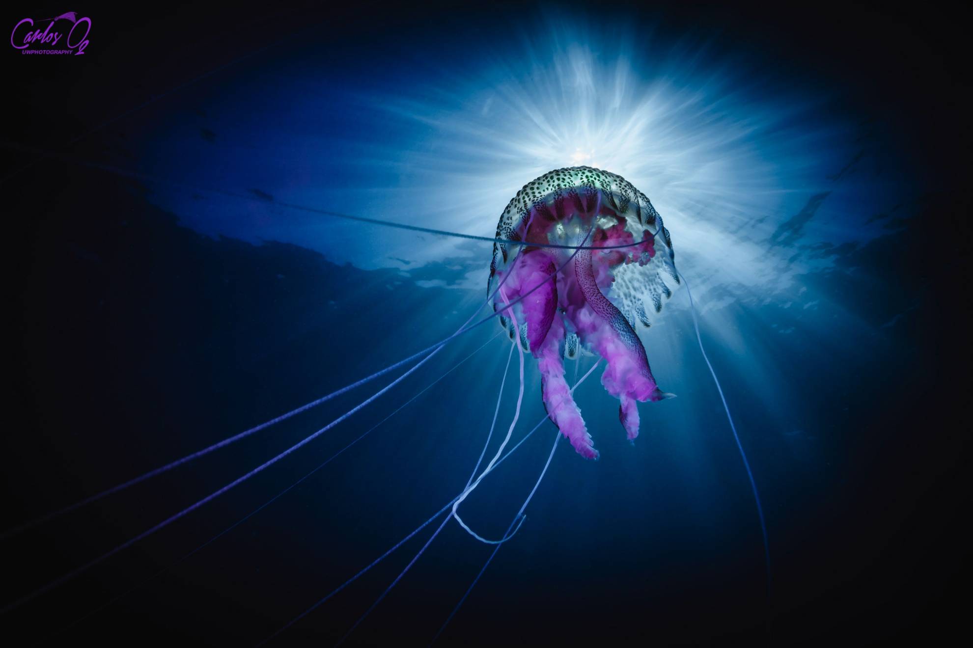 “Pelagia” (Pelagia noctiluca)