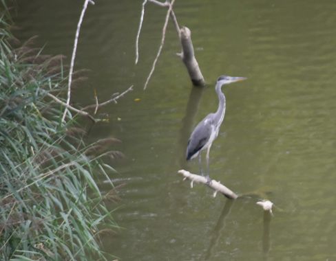 Solerantonio2 en Hamelin: Fauna  (Carretera Galar - Viana errepidea), Ardea cinerea Linnaeus, 1758, Garza real   ave