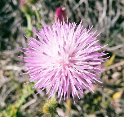 Solerantonio2 en Hamelin: Flora  (Níjar), Cardo