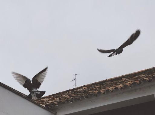 Solerantonio2 en Hamelin: Fauna  (Córdoba), Ave