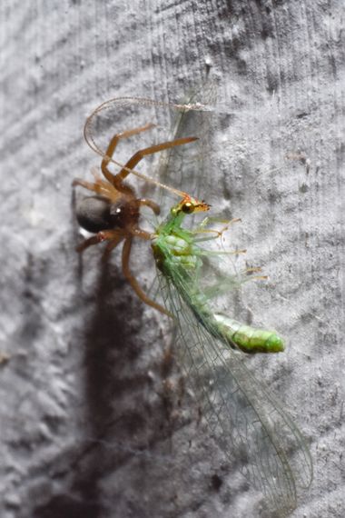 Erickb95 en Hamelin: Fauna  (Anillaco), #spider 