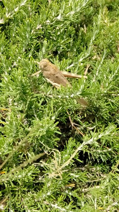 Solerantonio2 en Hamelin: Fauna  (Almeria), Langosta saltamontes montes