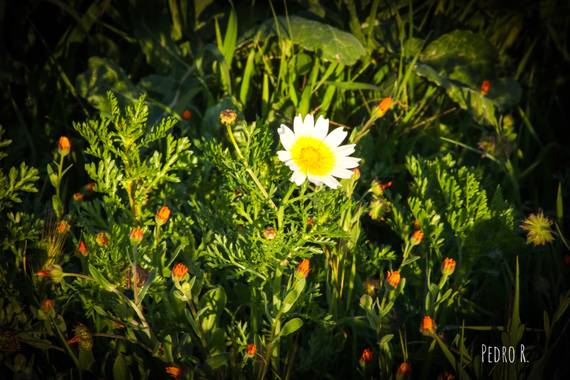 PEROMA_PHOTO en Hamelin: Flora  (Vélez-Málaga), Glebionis coronaria, .