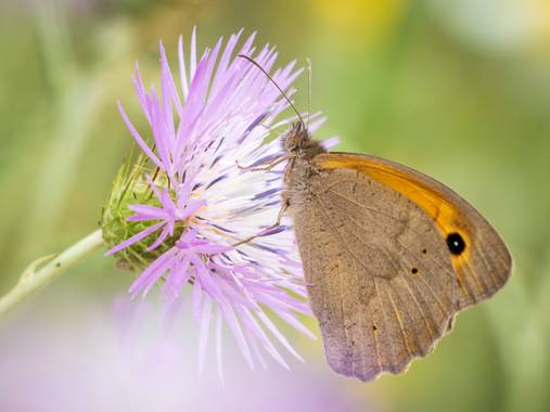 Antonio Jesús Palma Aranda en Hamelin: Fauna  (Lora del Río), Loba. Maniola jurtina.

Es una especie de insecto lepidóptero, en concreto de mariposas conoc...