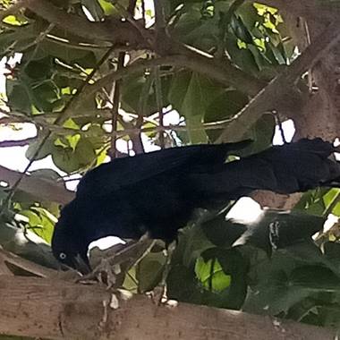 Navarroarevalomariateresa en Hamelin: Fauna  (Viesca), Hermosa ave..y su canto es muy bonito!
