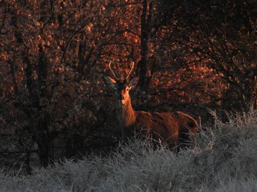 Edrevercas en Hamelin: Fauna  (Ferreras de Arriba), Amaneciendo con este bareto 